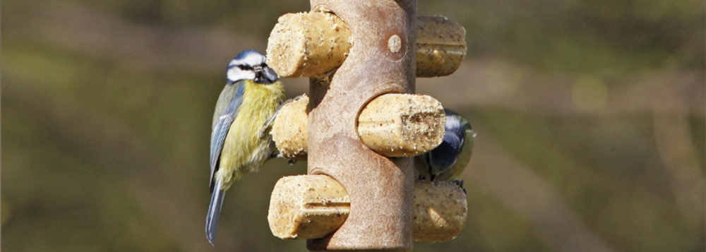 Suet To Go